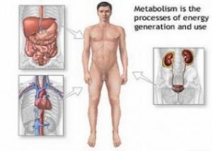 Metabolism