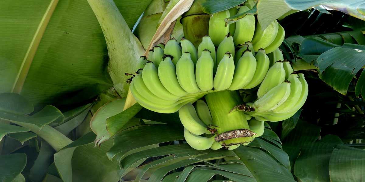 Raw Bananas Health Benefits