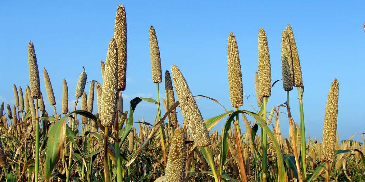 Health Benefits of Pearl Millet