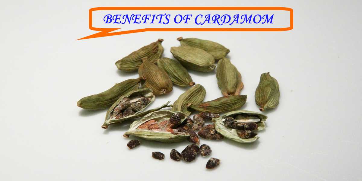 Benefits of Cardamom