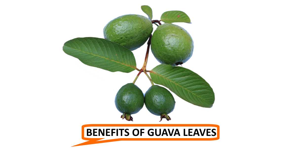 Benefits of Guava Leaves