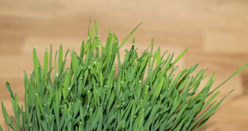 Benefits of wheatgrass